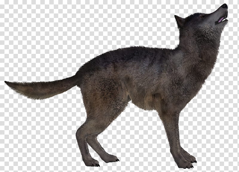 Wolf Poses , gray wolf art transparent background PNG clipart