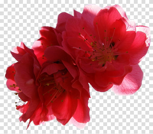 Flowers, Peony, Cut Flowers, Iphone Xr, Azalea, Family M Invest Doo, Pnk, Mobile Phones transparent background PNG clipart