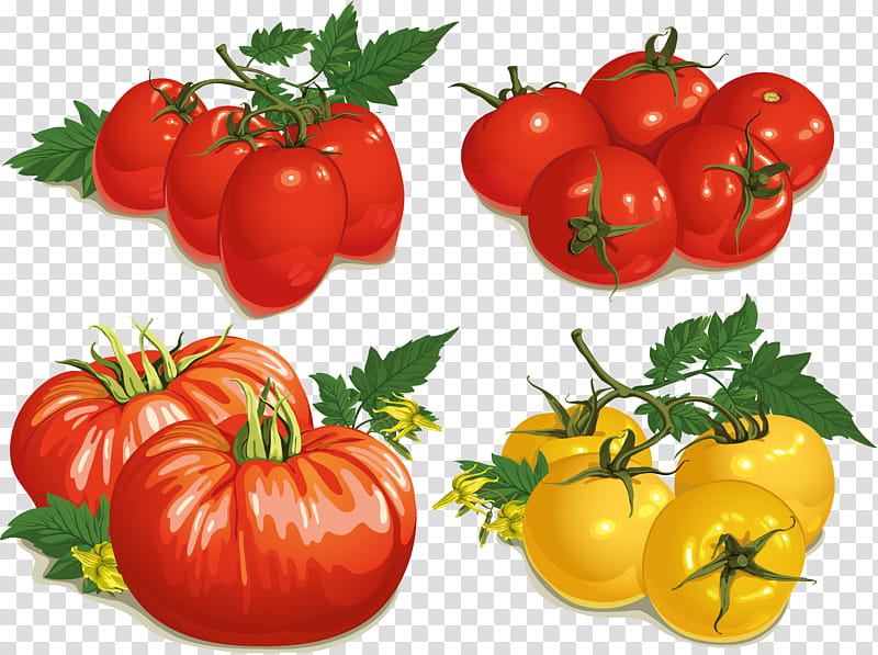 Drawing Of Family, Vegetable, Fruit, Cherry Tomato, Pear Tomato, Plum Tomato, Natural Foods, Local Food transparent background PNG clipart
