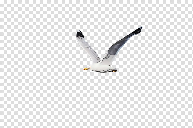 bird white gull beak seabird, Watercolor, Paint, Wet Ink, Wing, European Herring Gull, Great Blackbacked Gull, Water Bird transparent background PNG clipart