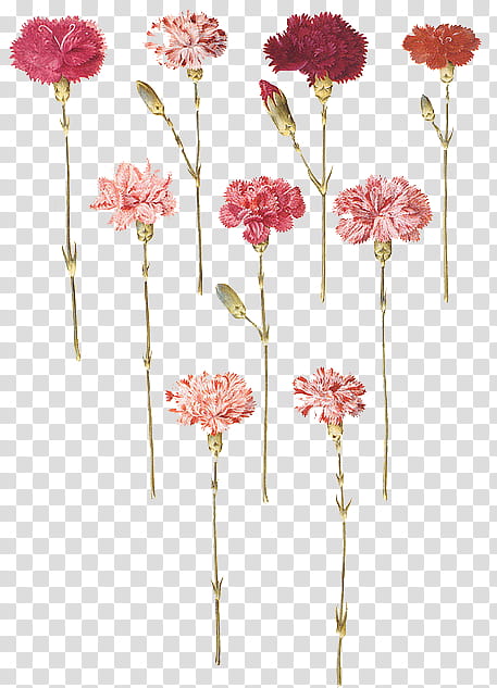 Watercolor Pink Flowers, Carnation, Floral Design, Gottorfer Codex, Tattoo, Birth Flower, Artificial Flower, Watercolor Painting transparent background PNG clipart