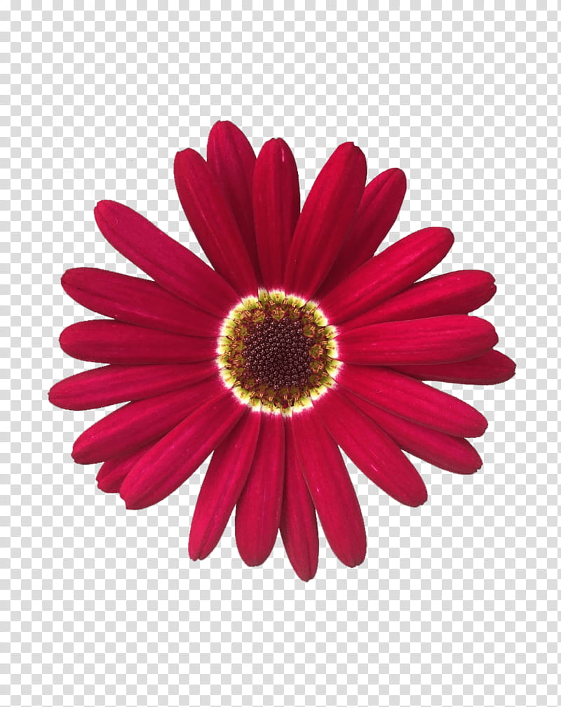 Flowers, Barberton Daisy, Sticker, Cut Flowers, Daisy Family, Leucanthemum, Common Daisy, Chrysanthemum transparent background PNG clipart