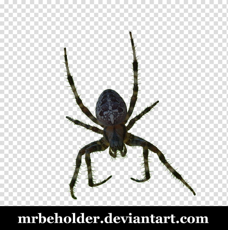 Evil spider, brown and white spider transparent background PNG clipart
