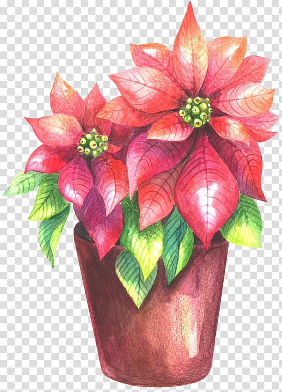 Christmas Poinsettia, Drawing, Flowerpot, Painting, Watercolor Painting, Floral Design, Christmas Day, Plant transparent background PNG clipart