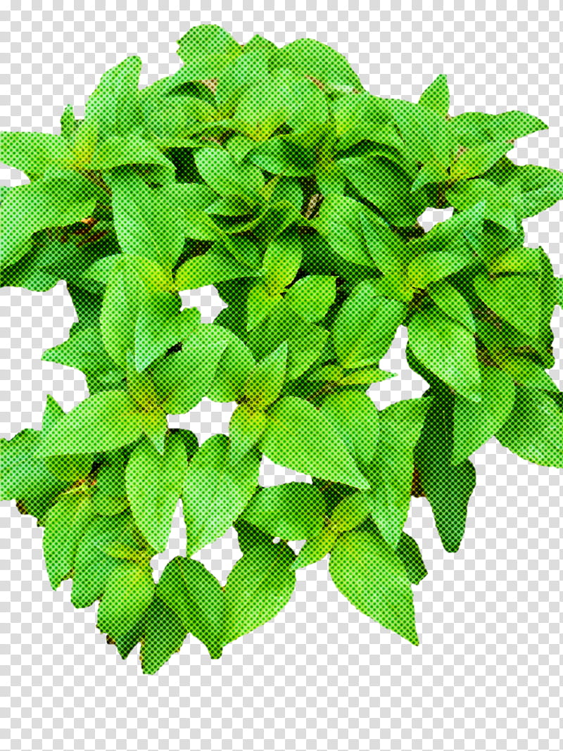 flower leaf green plant herb, Mock Orange, Houseplant transparent background PNG clipart