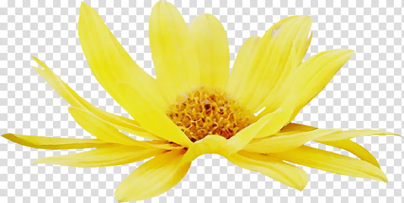 Flowers, Chrysanthemum, Yellow, Petal, Plant, Pollen, Closeup, Euryops Pectinatus transparent background PNG clipart