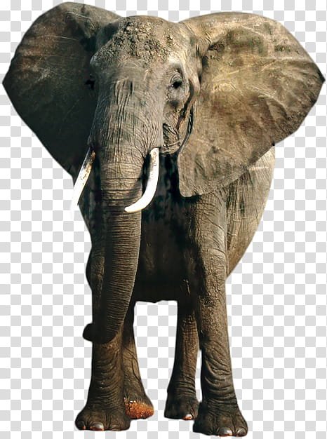 World Animal Day, Asian Elephant, African Bush Elephant, World Elephant Day, Rhinoceros, Poaching, African Elephant, Tusk transparent background PNG clipart