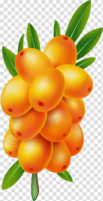 Orange Tree, Seaberry, Buckthorn, Sea Buckthorns, Fruit, Natural Foods, Citrus, Fruit Tree transparent background PNG clipart