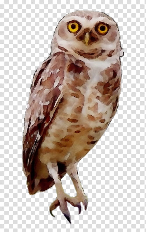 owl bird bird of prey barn owl beak, Watercolor, Paint, Wet Ink, Wildlife, Falconiformes transparent background PNG clipart