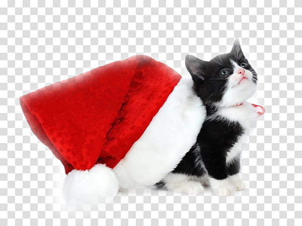 Dog And Cat, Kitten, Christmas , Siamese Cat, Santa Claus, Cuteness, Black Cat, Paw transparent background PNG clipart