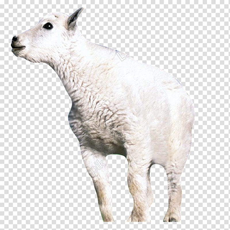 Sheep, Goat, Animal, Mountain Goat, Cartoon, White, Cuteness, 1000000 transparent background PNG clipart