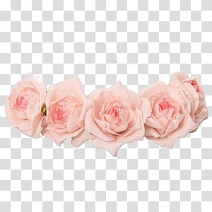 Flower Crowns S, five pink roses transparent background PNG clipart