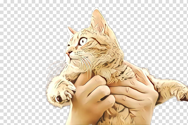 cat small to medium-sized cats kitten whiskers european shorthair, Small To Mediumsized Cats, Asian, Gesture transparent background PNG clipart