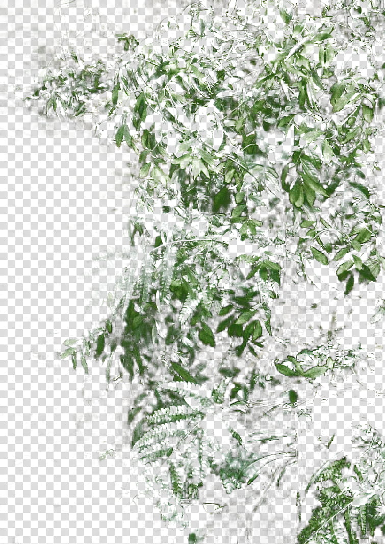 Bamboo, green leafed plant transparent background PNG clipart