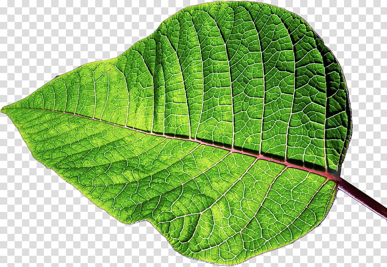 RESOURCE  Cinderblock Garden, cordate green leaf illustration transparent background PNG clipart