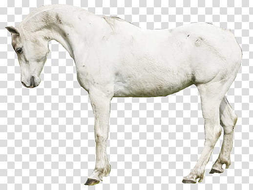 caballos Caballo Blanco transparent background PNG clipart