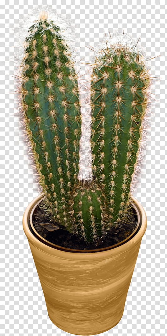 Cactus, Flowerpot, Houseplant, Terrestrial Plant, San Pedro Cactus, Acanthocereus Tetragonus, Thorns Spines And Prickles, Saguaro transparent background PNG clipart