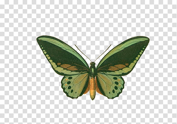 cairns birdwing butterfly transparent background PNG clipart