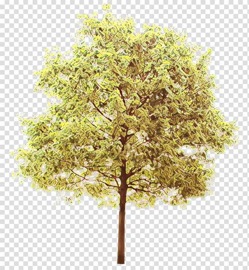 Family Tree, Branch, Plane Trees, Deciduous, Branching, Plane Tree Family, Plant, Woody Plant transparent background PNG clipart