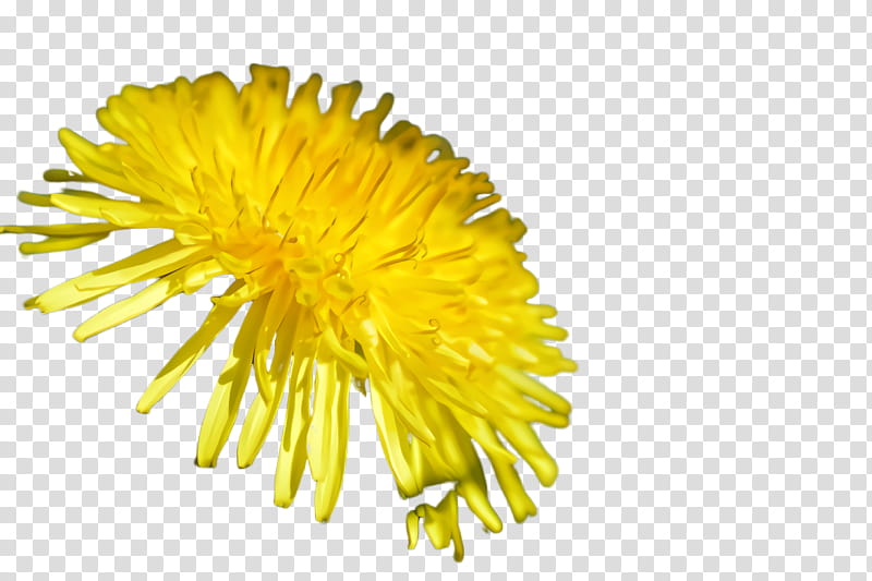 dandelion yellow flower dandelion sow thistles, Plant, Pollen, Native Sowthistle, Coltsfoot, Daisy Family transparent background PNG clipart