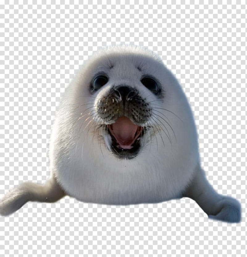 Rabbit, Earless Seal, Harp Seal, Animal, Walrus, Puppy, Video Games, Drawing transparent background PNG clipart
