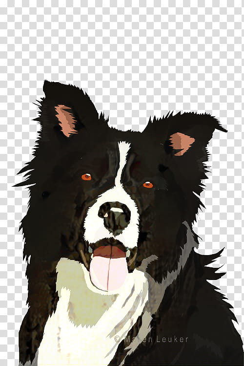 Border Collie, Rough Collie, Tshirt, Puppy, Top, Premium Tshirt, Tshirt Funny, Sleeve transparent background PNG clipart