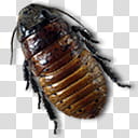 The Attic vol  Win, brown Madagascar hissing cockroach transparent background PNG clipart