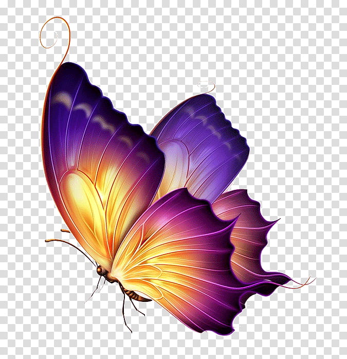 Butterfly Tattoo, Tattoo Art, Purple, Drawing, Color, Yellow, Red, Orange transparent background PNG clipart