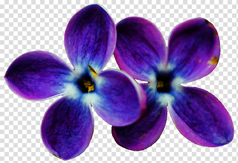 Violet Lilac transparent background PNG clipart