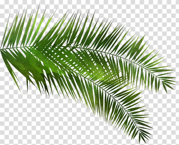 Palm tree, Leaf, Green, Vegetation, Plant, Woody Plant, Terrestrial Plant, Elaeis transparent background PNG clipart