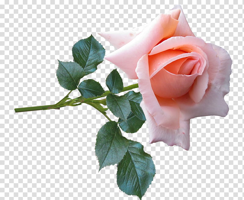 Floral Flower, Garden Roses, Floral Design, Cabbage Rose, Petal, Pink, Rose Family, Cut Flowers transparent background PNG clipart