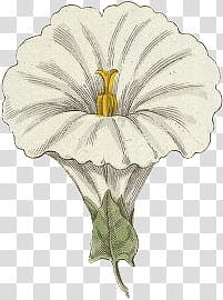 Flower s, white morning glory flower in bloom illustration transparent background PNG clipart