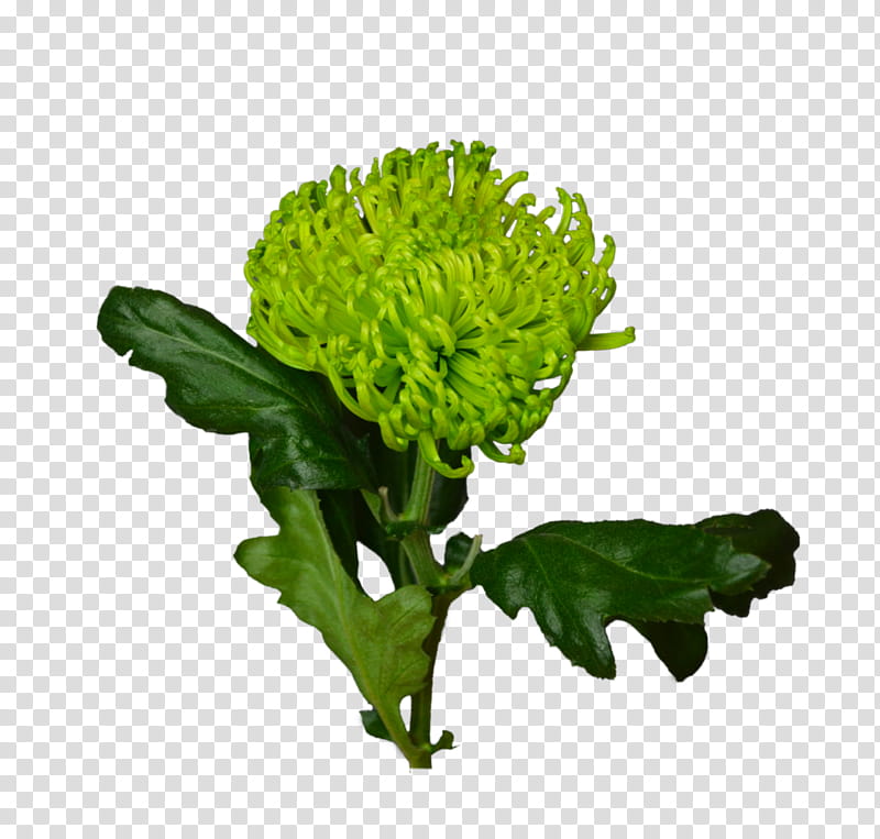 Green Leaf, Flower, Flower Bouquet, Chrysanthemum, Assortment Strategies, Price, Spring Greens, Ff transparent background PNG clipart