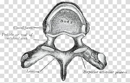 Anatomy v , black and gray skull illustration transparent background PNG clipart