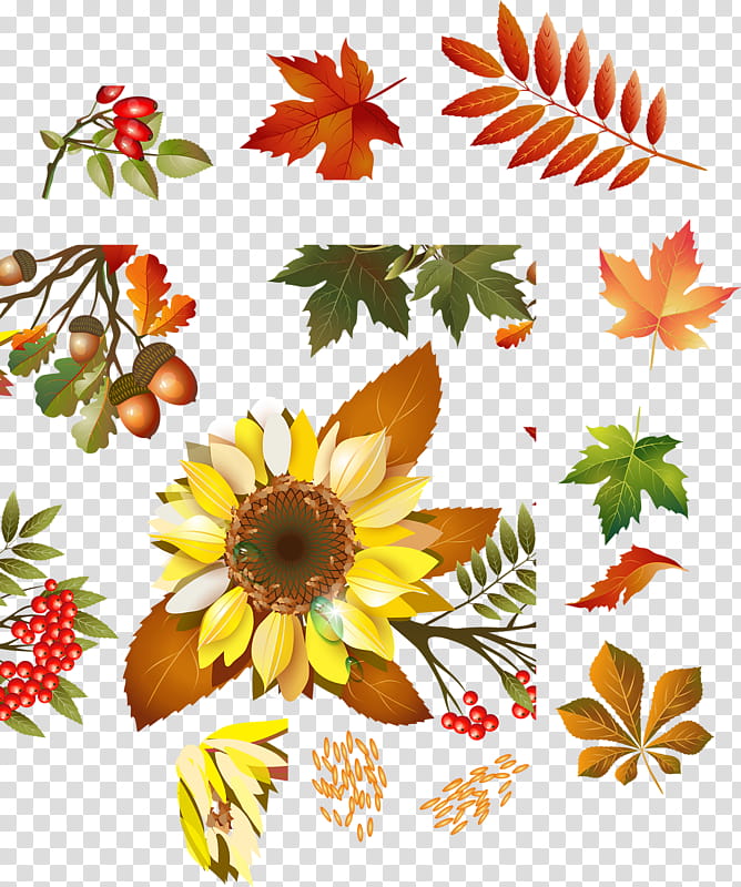 Flowers, Floral Design, Osenniy, Cut Flowers, Chrysanthemum, Petal, Leaf, Message transparent background PNG clipart