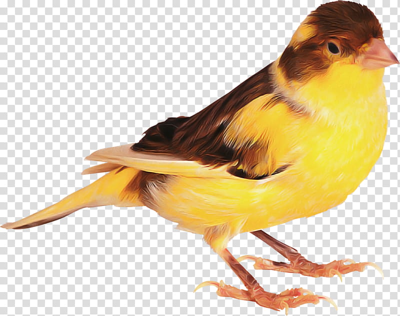 bird atlantic canary beak canary finch, Songbird, Yellow, Perching Bird, Emberizidae transparent background PNG clipart