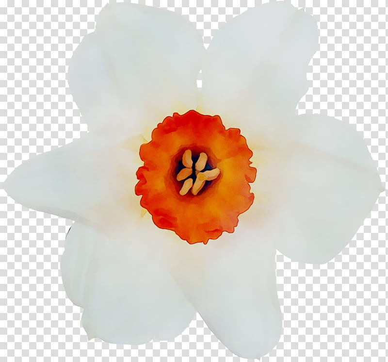 Flower White, Narcissus, Moth Orchids, Petal, Orange, Plant, Yellow, Amaryllis Family transparent background PNG clipart