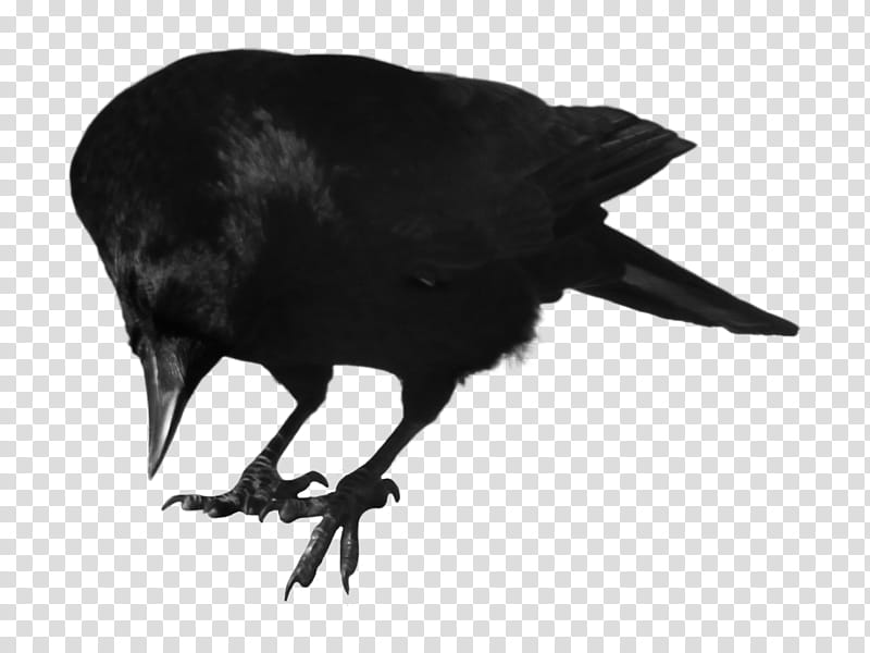 crow , black crow illustration transparent background PNG clipart