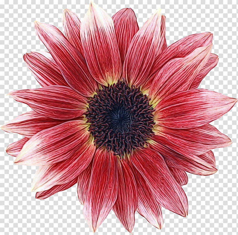 Flowers, Chrysanthemum, Cut Flowers, Transvaal Daisy, Garden Roses, Coneflower, Logo, Pink transparent background PNG clipart