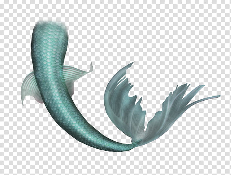 Teal fish tail transparent background PNG clipart