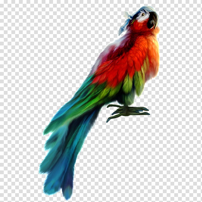 Bird Parrot, Fly Parrot, Parrots Of New Guinea, Color, Beak, Wing, Macaw, Lovebird transparent background PNG clipart