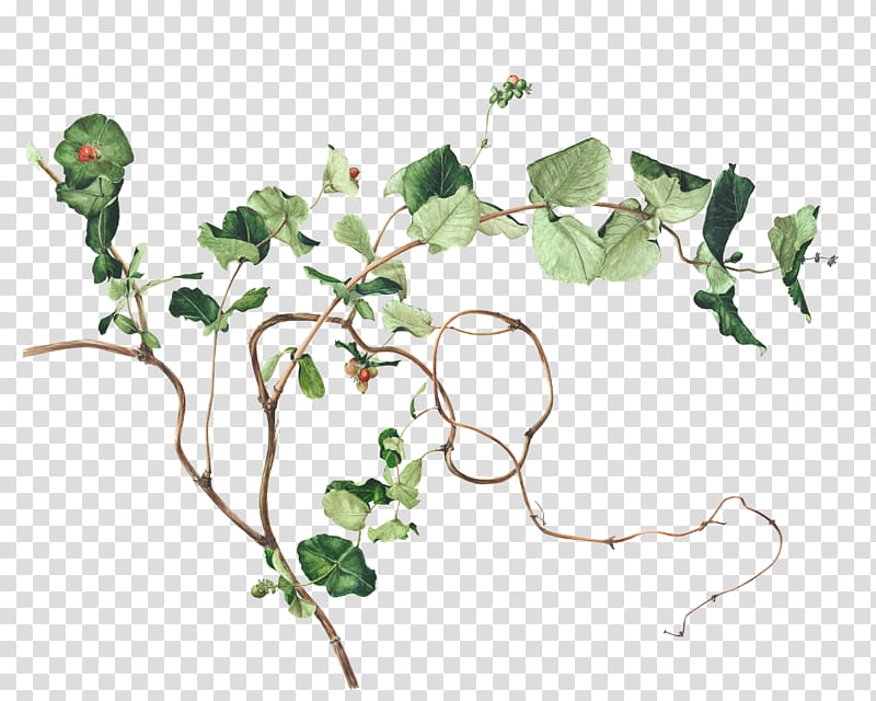 Flower Art Watercolor, Drawing, Watercolor Painting, Coloring Book, Poster, Plant, Ivy, Leaf transparent background PNG clipart