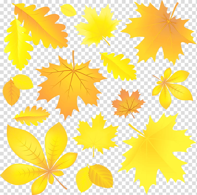 Autumn Leaves Watercolor, Paint, Wet Ink, Leaf, Autumn Leaf Color, Maple Leaf, Graphic Design, Yellow transparent background PNG clipart