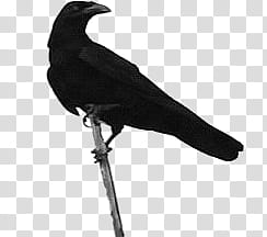 Birds  Stamps, black crow transparent background PNG clipart