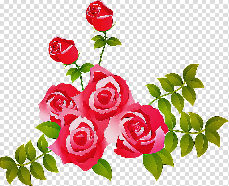 Garden roses, Flower, Flowering Plant, Red, Pink, Petal, Rose Family, Cut Flowers transparent background PNG clipart