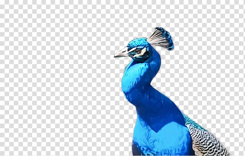 Feather, Watercolor, Paint, Wet Ink, Blue, Peafowl, Bird, Beak transparent background PNG clipart
