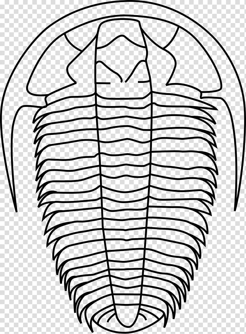 Book Drawing, Trilobite, Fossil, Calymene, Geology, Paleontology, White, Line Art transparent background PNG clipart