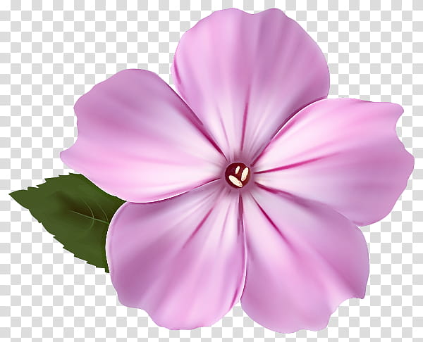 petal pink flower plant violet, Impatiens, Morning Glory, Periwinkle, Magenta transparent background PNG clipart