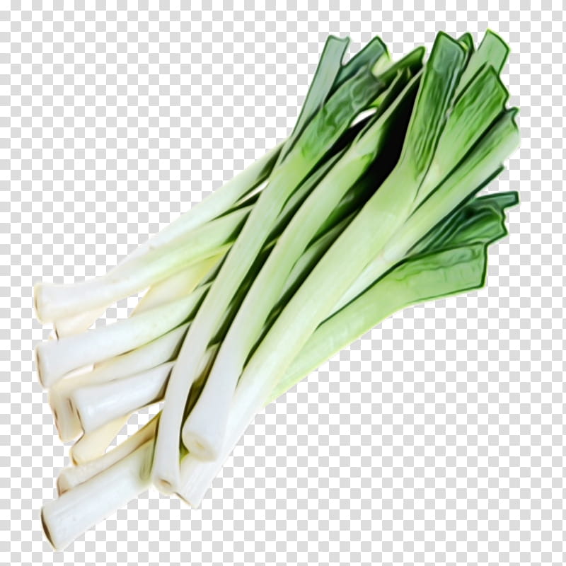 vegetable welsh onion calçot leek food, Watercolor, Paint, Wet Ink, Scallion, Plant, Ingredient, Chives transparent background PNG clipart