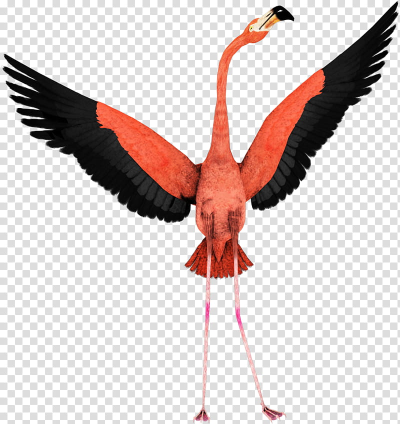 Flamingo, Bird, Bird Flight, Wing, Greater Flamingo, Wing Clipping, Phoenicopterus, Water Bird transparent background PNG clipart